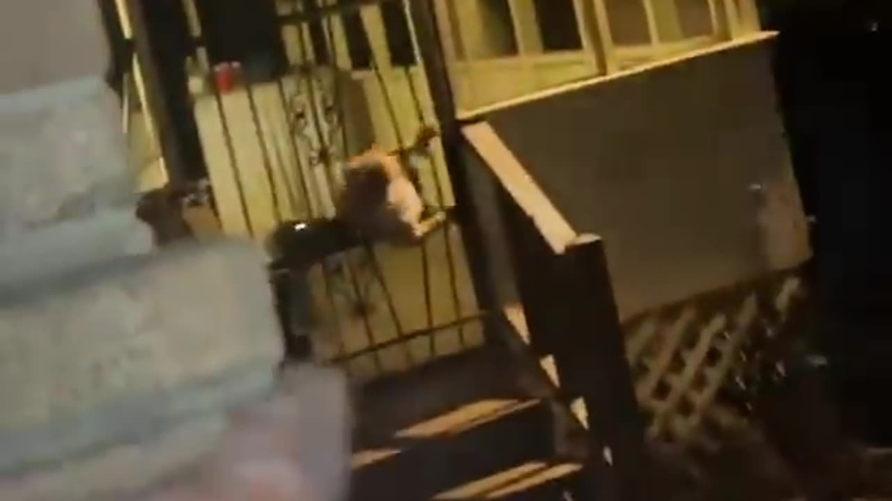 Powerful pitbull dog broke out of the gate to join his friends.