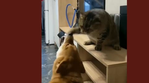 Compilation of amusing and adorable videos featuring cats and dogs.