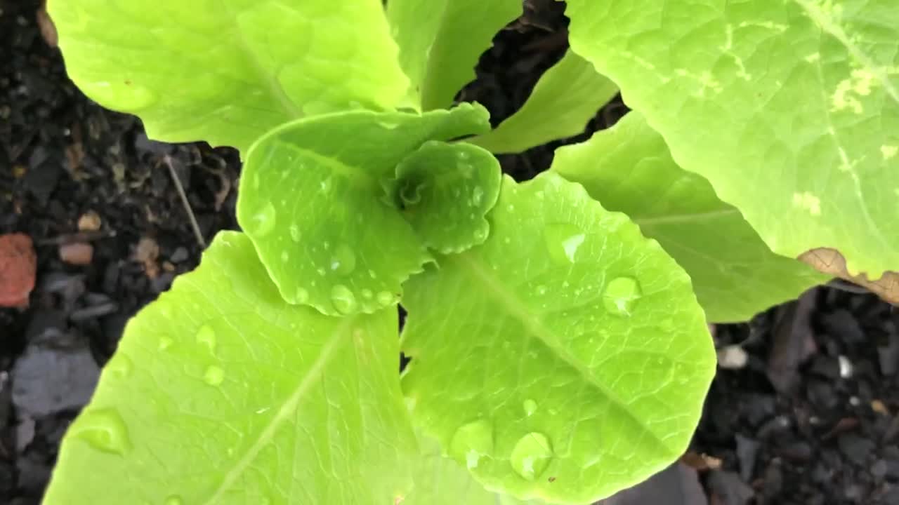 Unbelievable Green plant beautiful growing in my garden