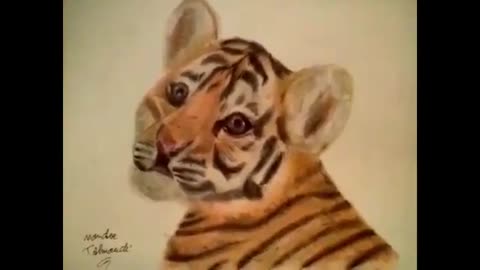 Drawing Baby Tiger Colored