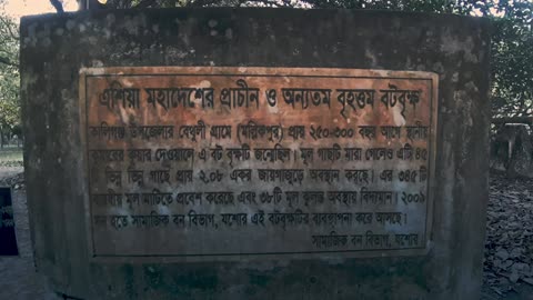 মল্লিকপুর বটগাছ, কালীগঞ্জ, যশোর, বাংলাদেশ