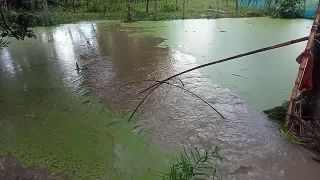 Little Boy Catching Fish In Village