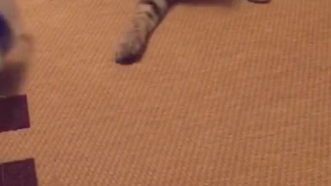 the cat is chasing a bottle