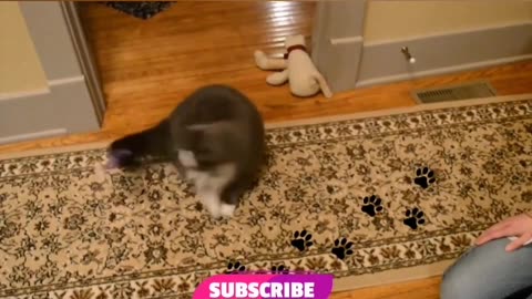 Best Funny Animal Videos 2023 - Funniest Cats And Dogs Video #funny🤣🐶🤣😹😹