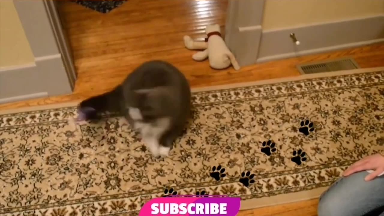 Best Funny Animal Videos 2023 - Funniest Cats And Dogs Video #funny🤣🐶🤣😹😹