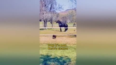 dog: it's now here's chance