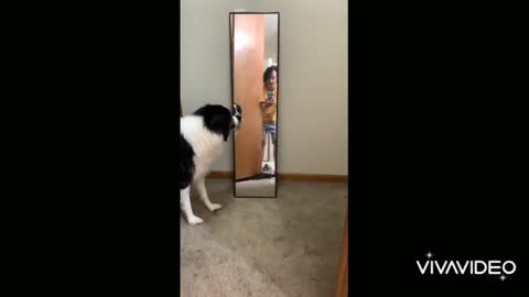 Pup freaks out after seeing his reflection | Farooq571