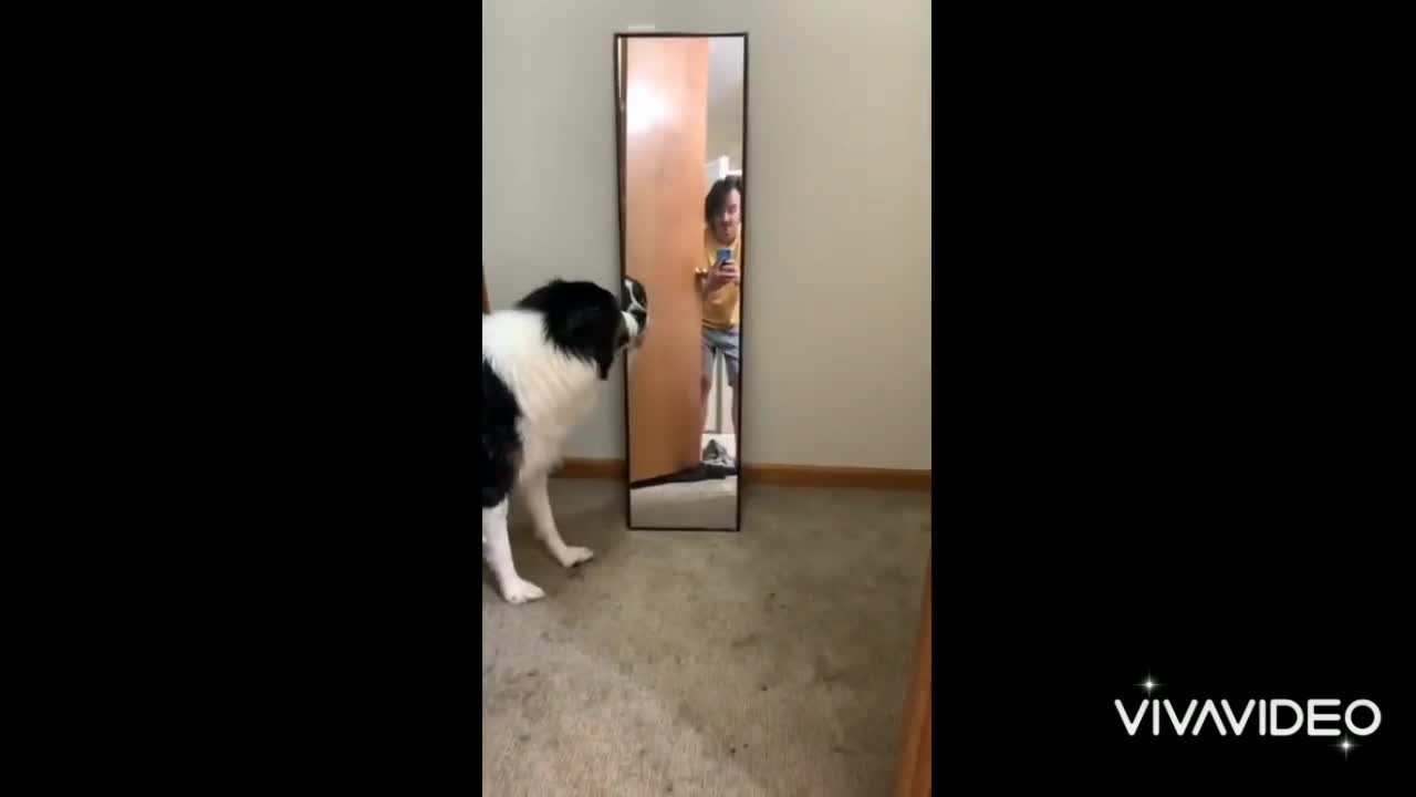 Pup freaks out after seeing his reflection | Farooq571