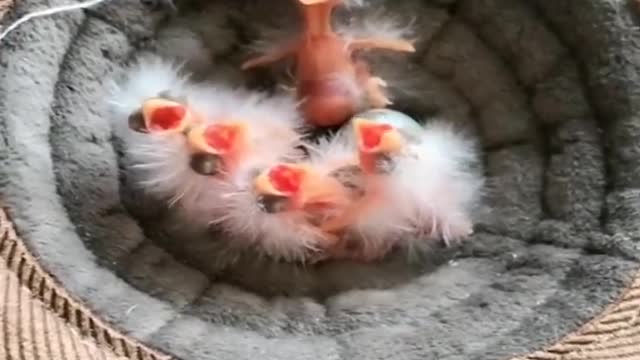 Baby Animals 🦜 Funny Parrots and Cute Birds Compilation (2020)