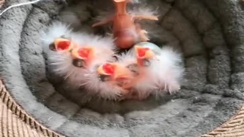 Baby Animals 🦜 Funny Parrots and Cute Birds Compilation (2020)