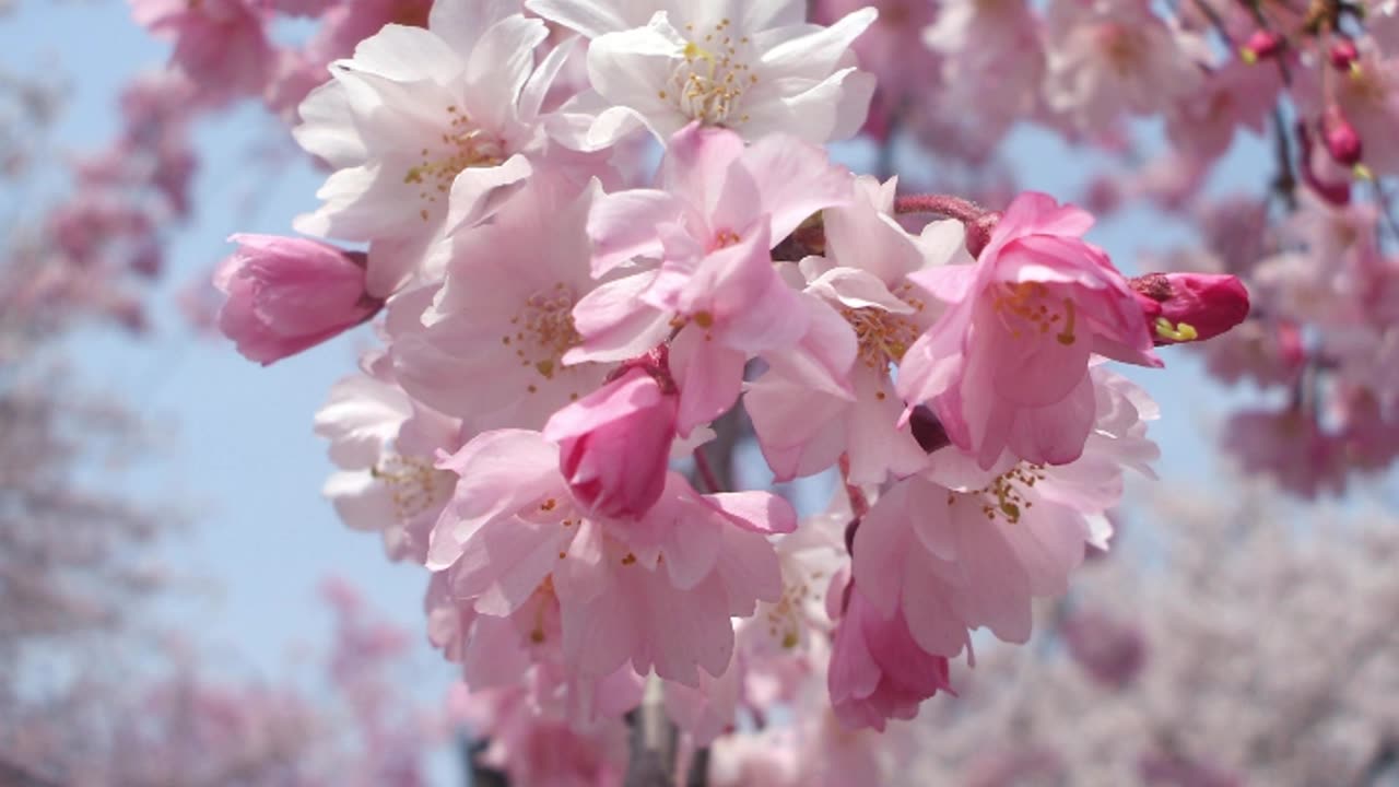 Gianni Nazzaro Quanto è bella lei