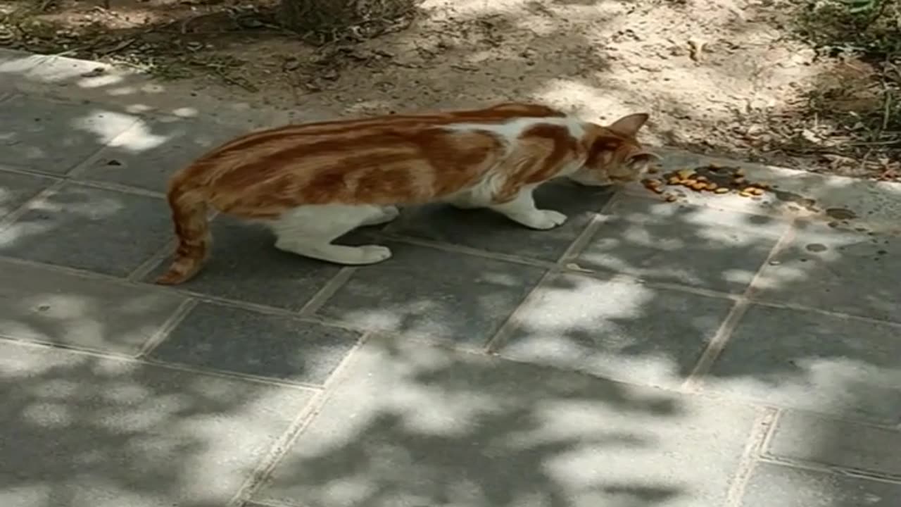 cute and beautiful cats are eating food