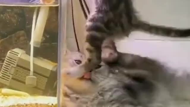 4.Cats and dogs _ cats meowing _ cats funny videos #shorts