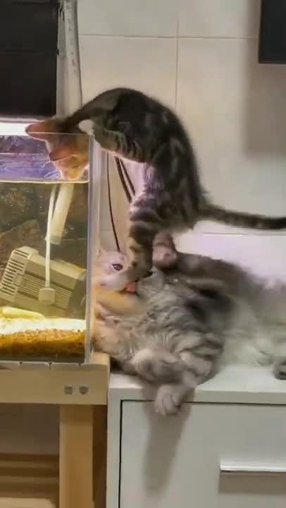 4.Cats and dogs _ cats meowing _ cats funny videos #shorts