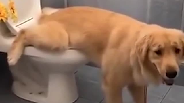 Cute Dog pooping on commode