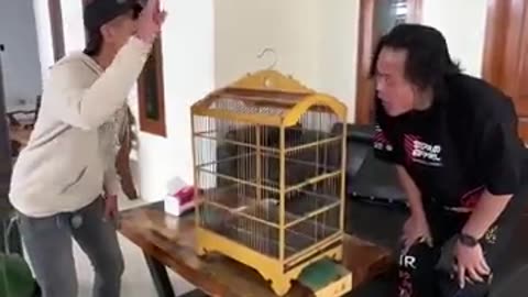 BURUNG HANTUKU LUCU SEKALI