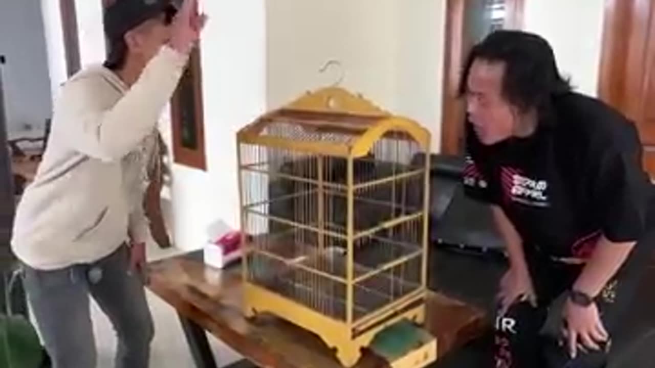 BURUNG HANTUKU LUCU SEKALI