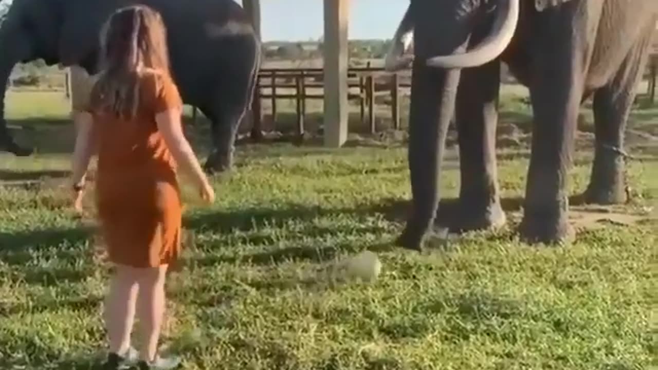 Elephant playing with girl