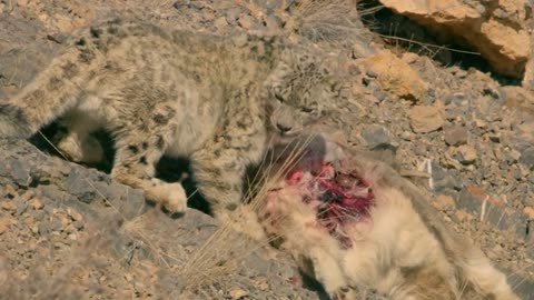 From A Cliff, The Snow Leopard Jumps To Capture The Mountain Goat