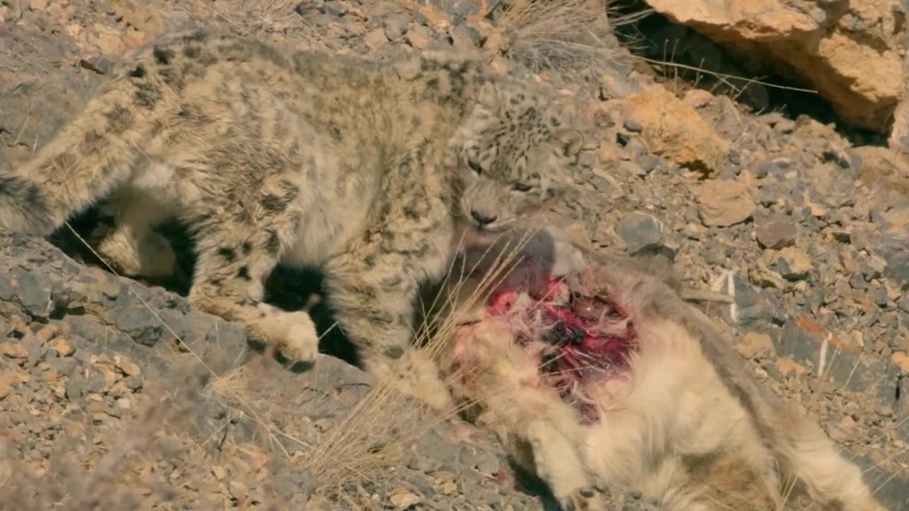 From A Cliff, The Snow Leopard Jumps To Capture The Mountain Goat