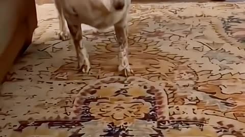 Funny animal