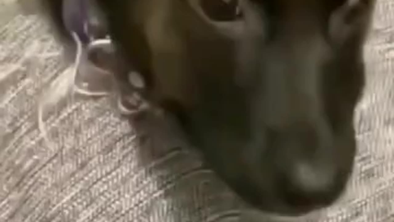 Funny cats and dogs, laughing to tears