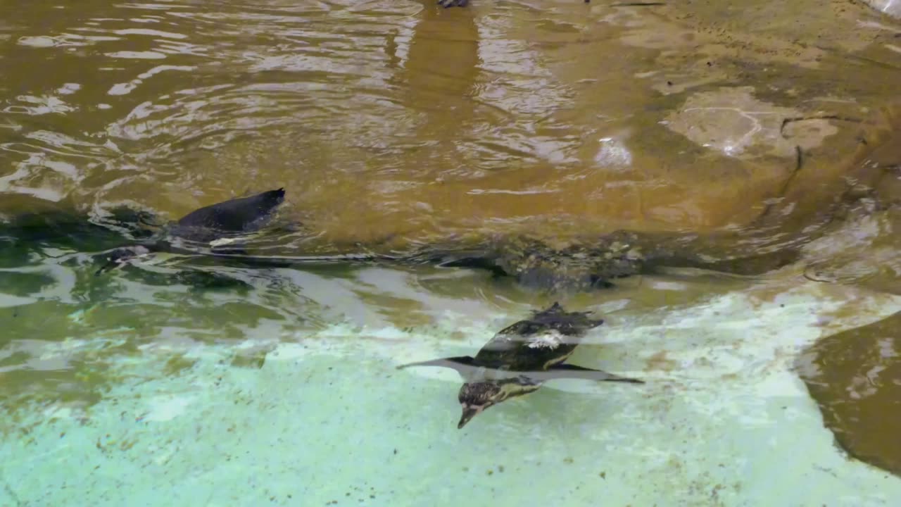 wildlife photo shoot of animals. Penguin