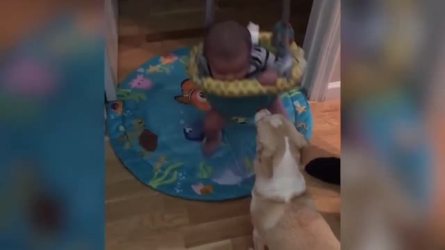 funny video compilation