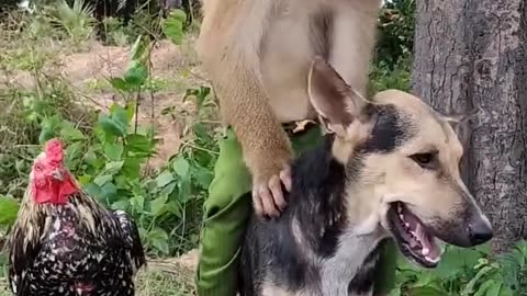 Funny animal video