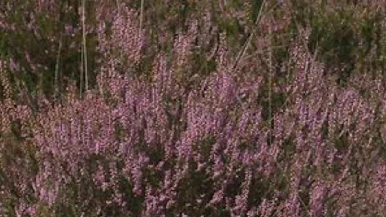 Heather (Calluna vulgaris)