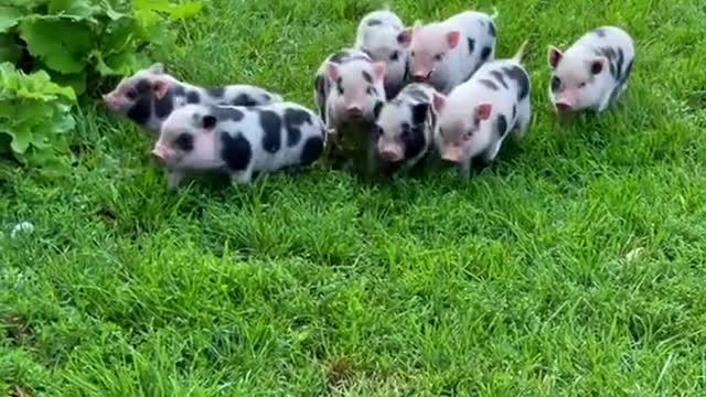 farm#pigs#minipig#farmhouse