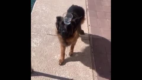 See how the dog is walking with a glass of water on his head