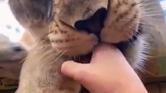 Big Cat Mouthing AMAZING