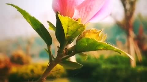 Hand-picked rose flowers