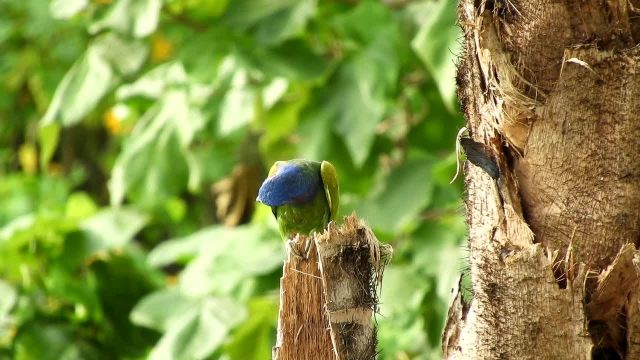 parrot searching his girlfriend.