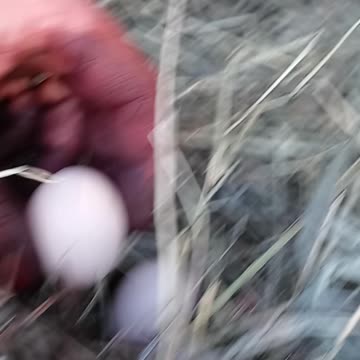 Flock it Farm: After 1 year we finally have pheasant eggs