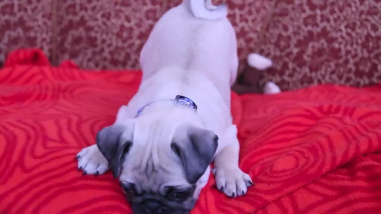 Baby pug dog barking