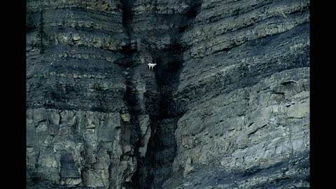 Funny goats climbing rocks and cliffs