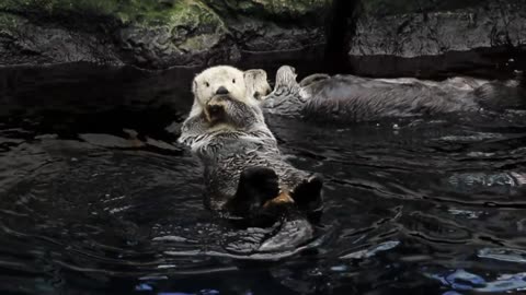 Otter Relaxed: Watch Otters Enjoy a Day relaxing