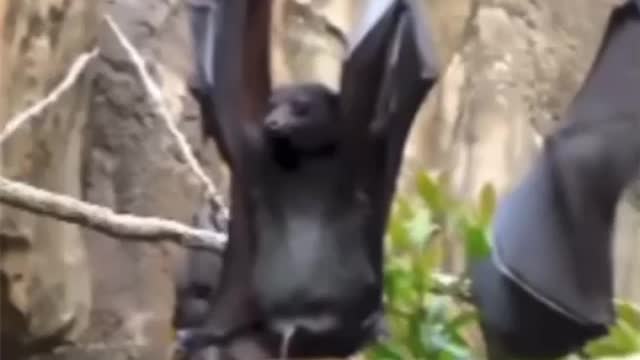 how bats pee | interesting