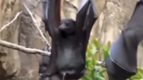 how bats pee | interesting