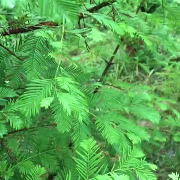Dawn redwood foliage is tops