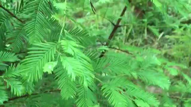 Dawn redwood foliage is tops