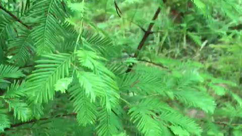 Dawn redwood foliage is tops