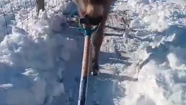 Silly Donkey Helps Shovel Snow