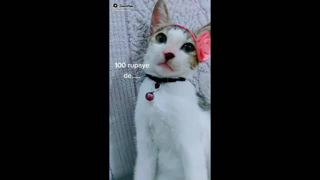 Beautiful cat amazing video