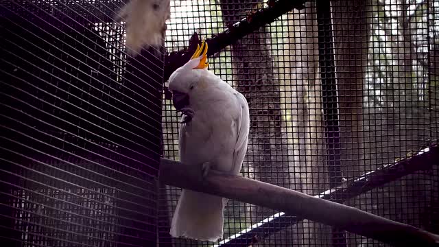White parrot