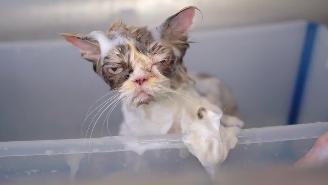 This cat makes me think that being a cat groomer is the best profession ever