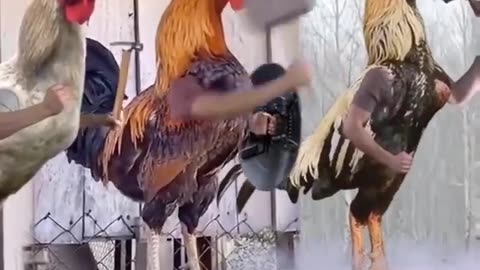 Funny Hen avengers