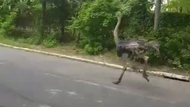 An ostrich running around a village